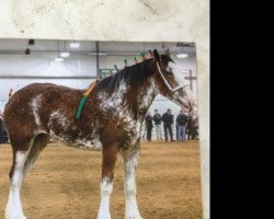 horse SCA Top Guns Aristocrat Lady (Clydesdale, 2016, from Ozark's Royal Accord)