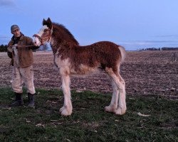 horse KDJ's Knight Rider (Clydesdale, 2019, from Irish Thunder's Celtic Dawson)