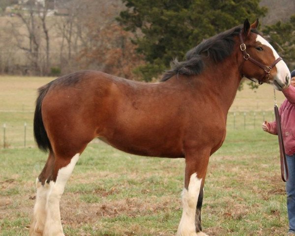 broodmare Toll-Gate Lady Jean (Clydesdale, 2012, from SBH Stetson)