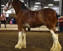 horse Timberline Mandy (Clydesdale, 2014, from Cedarlane Duncan)