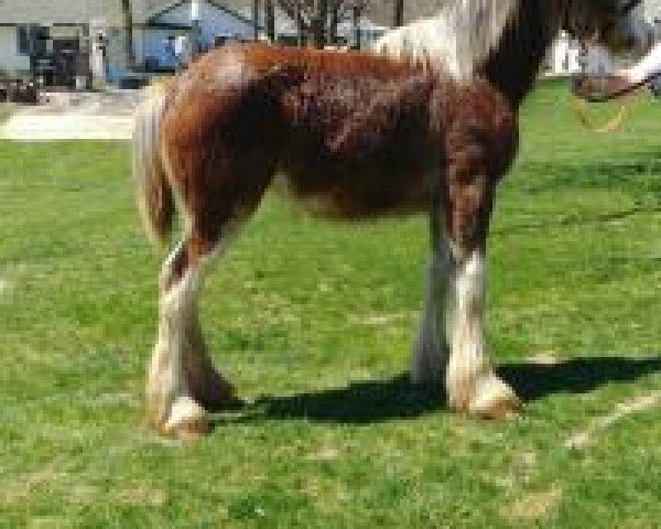 horse Timber Ridge Jade (Clydesdale, 2018, from Crabapple Hollow Jersey Mac)