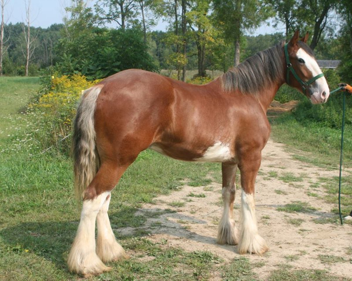 horse Thunder Bolt of Journey's End (Clydesdale, 2013, from Cedarlane Duncan)
