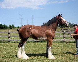 Zuchtstute Three Rivers Lucky's Illusion (Clydesdale, 2009, von Pinnacle's Lucky Strike)