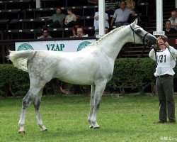 stallion Galan (Mecklenburg, 1986, from Grollus xx)