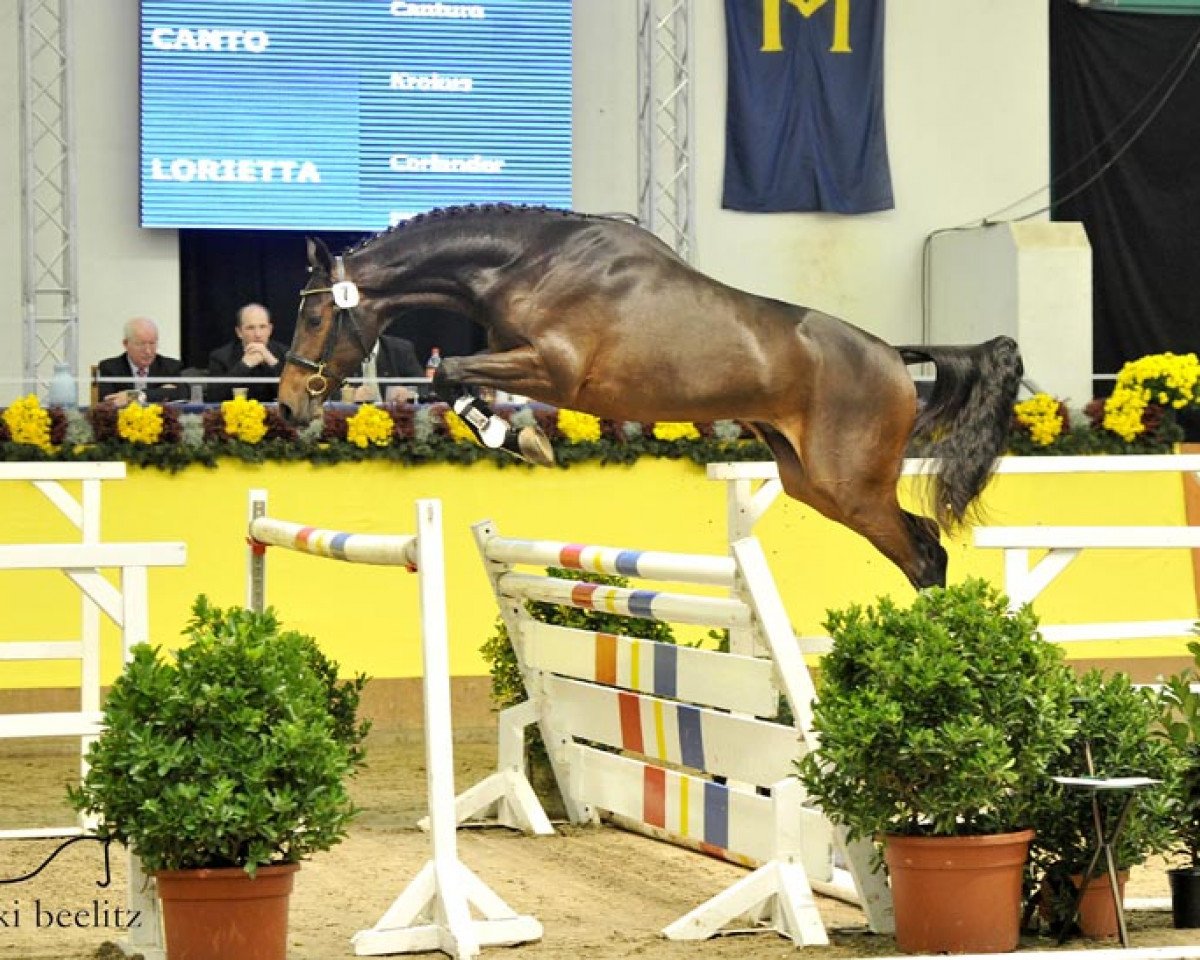 jumper Clondyke 4 (Holsteiner, 2011, from Canto)