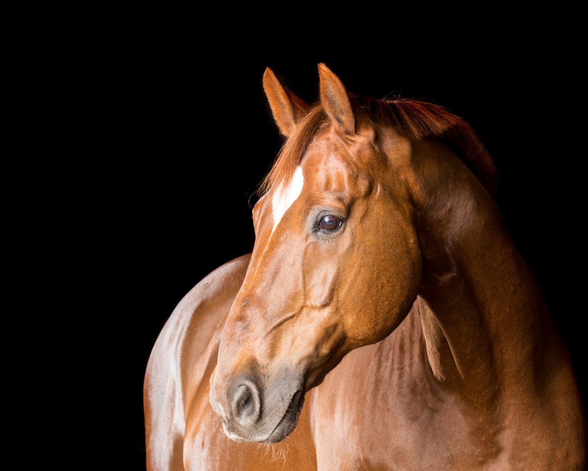 stallion Fürstenfels (Hanoverian, 1991, from Wanderbursch II)
