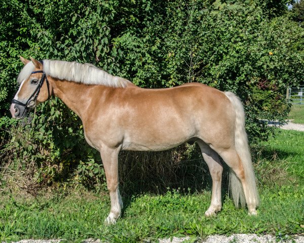 dressage horse Winner 66 (Haflinger, 2004, from Winterstar (6,25% ox))