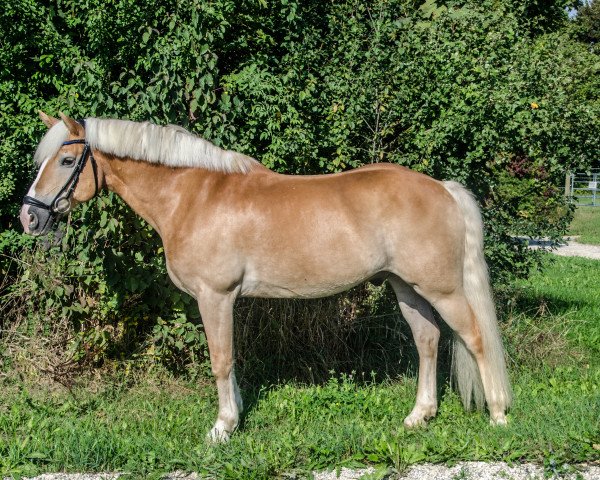 Dressurpferd Winner 66 (Haflinger, 2004, von Winterstar (6,25% ox))