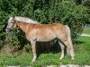 Dressurpferd Winner 66 (Haflinger, 2004, von Winterstar (6,25% ox))