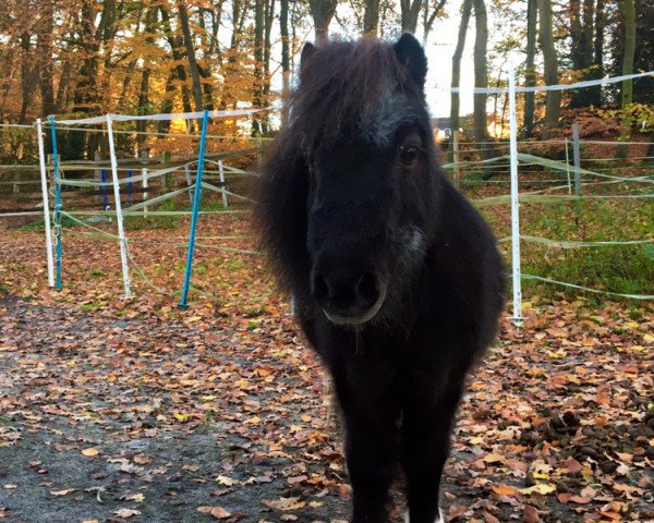 Pferd Barbie (Shetland Pony, 1999, von Erlkönig vom Leuchtturm)