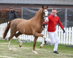 dressage horse Mein Astaire (German Riding Pony, 2018, from FS Mr. Right)