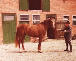 broodmare Goldorfe (Hanoverian, 1975, from Gotthard)