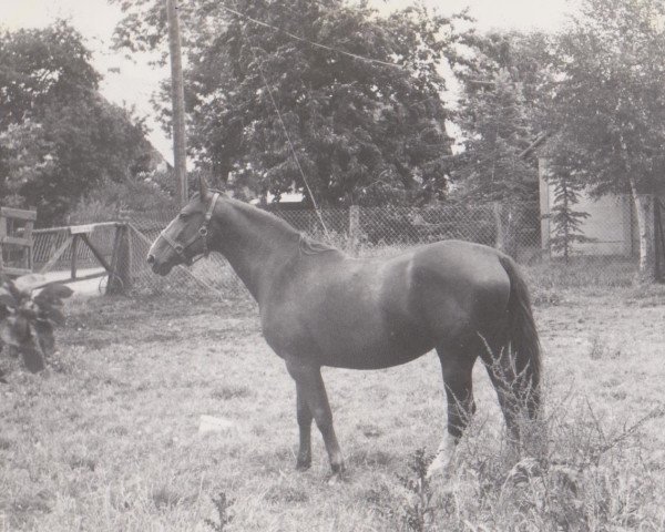 broodmare Grafenliebe (Hanoverian, 1962, from Guntram)
