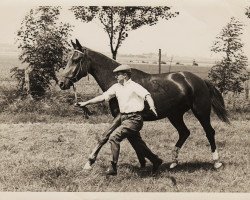 broodmare Adlerbucht (Westphalian, 1952, from Ableger I)