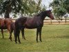 broodmare Escaela (Hanoverian, 1996, from Escudo I)