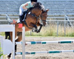 jumper Calla 49 (Hanoverian, 2010, from Carrico)