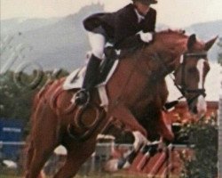 broodmare Irco Gina (Oldenburg, 1992, from Irco Mena)