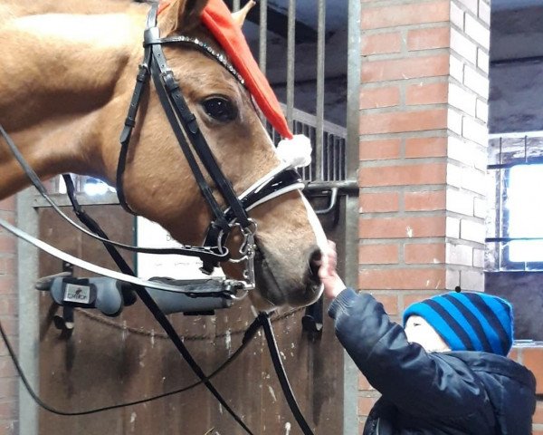 dressage horse Quintano G (German Riding Pony, 2013, from Quaterback's Junior)