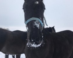 jumper Fari's look a like (German Sport Horse, 2020, from Adzaro de l'Abbaye)