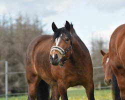 Pferd Pebbels (Deutsches Reitpony, 2016, von Chakotey von Feldheim)