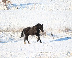 broodmare Gracia Patricia 15 (Bavarian, 2005, from King Arthur TSF)