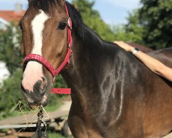 broodmare Colegra S (Württemberger, 2012, from Colestus)