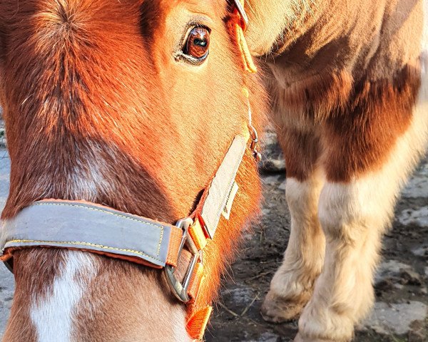 horse Zoë v. Stal Slatmann (Shetland Pony, 2006, from Attent van de Zandkamp)