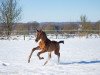 dressage horse Kap Verde (Trakehner, 2021, from Helium)