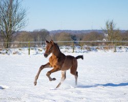 Dressurpferd Kap Verde (Trakehner, 2021, von Helium)