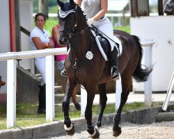 broodmare Galdina (Württemberger, 2002, from Gargallo)