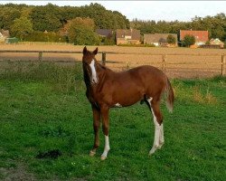 jumper Bayou (Hanoverian, 2020, from Balou du Rouet)