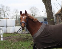 dressage horse Mabel S (Hanoverian, 2007, from More and More)