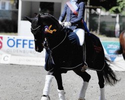 dressage horse Blue Ray (Oldenburg, 2010, from Belissimo NRW)