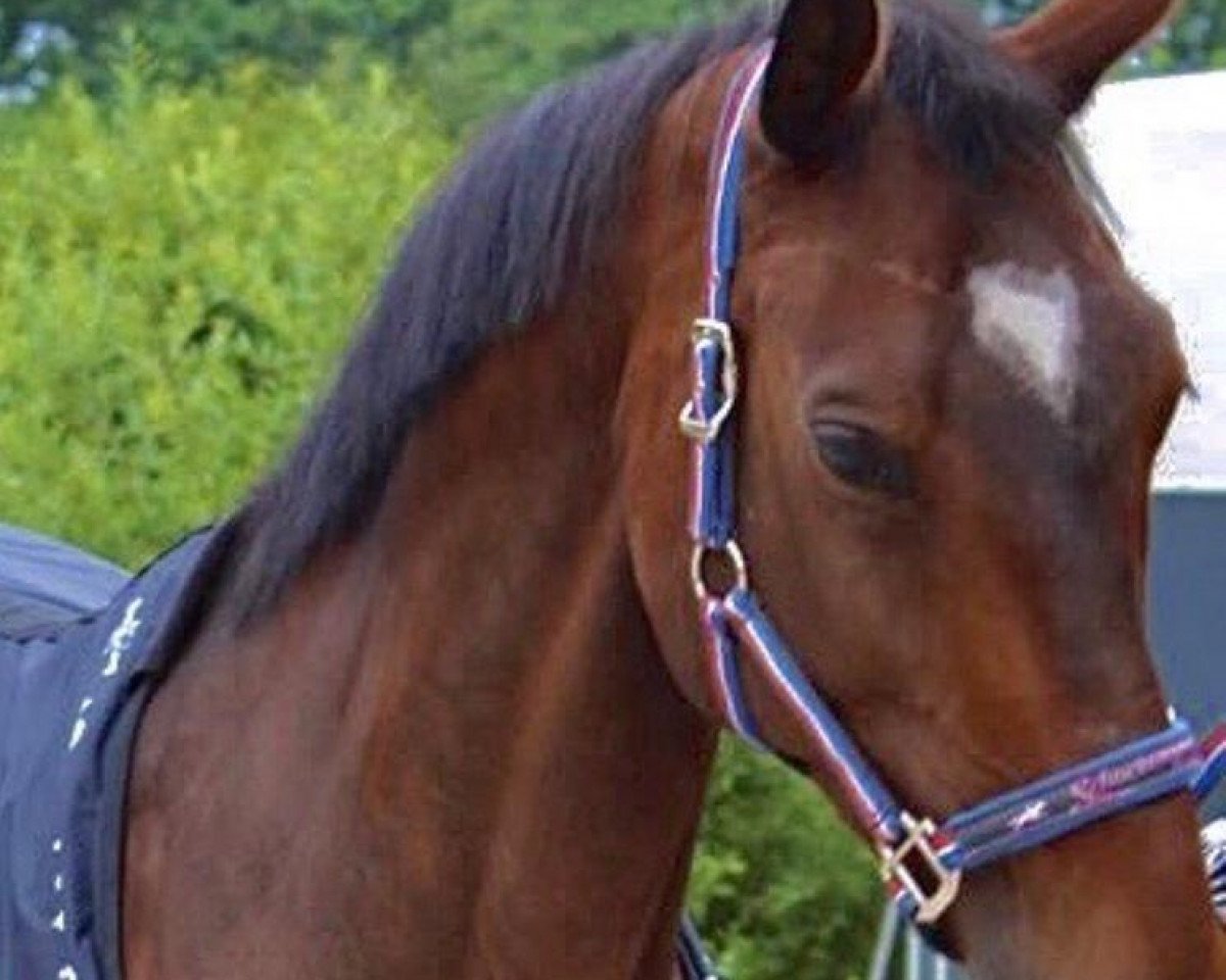 broodmare Virginia XI (Holsteiner, 2005, from Quinar)