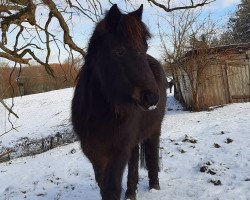 broodmare Hahnah (German Classic Pony, 2007, from KC Coyne Connection)