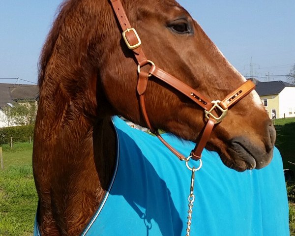 Pferd Rainboy (Zweibrücker, 1995, von Rainbow)