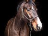 jumper Santiago 218 (Oldenburg show jumper, 2006, from Stalypso)