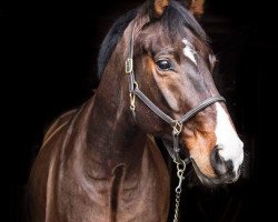 jumper Santiago 218 (Oldenburg show jumper, 2006, from Stalypso)