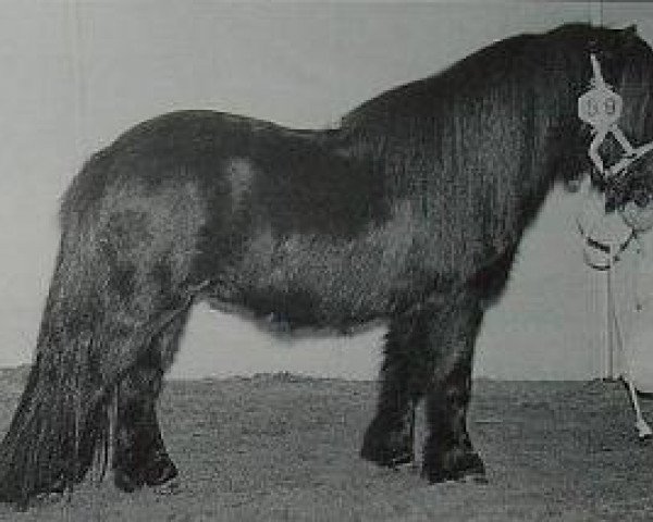 Pferd Kay van de Wijzend (Shetland Pony, 1995, von Florrossant van de Leugenbrug)