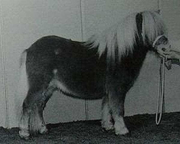 Deckhengst Kamiel van de Bolberg (Shetland Pony, 1995, von Dreadnought-Dynamic van de Beemster)