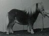 stallion Kamiel van de Bolberg (Shetland Pony, 1995, from Dreadnought-Dynamic van de Beemster)