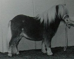 stallion Kamiel van de Bolberg (Shetland Pony, 1995, from Dreadnought-Dynamic van de Beemster)