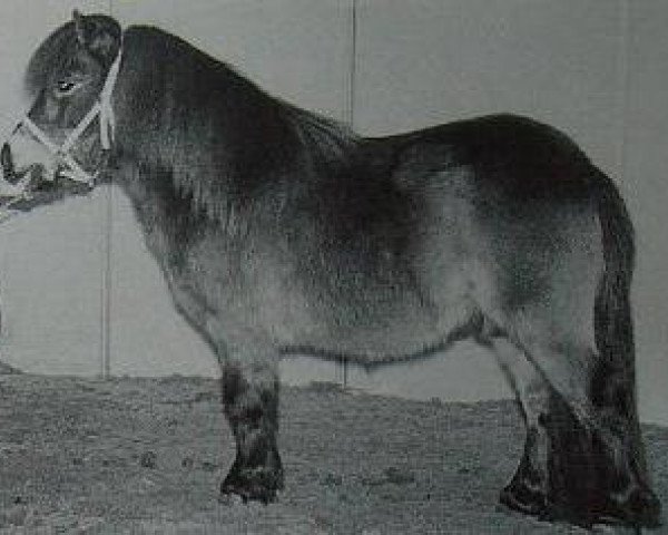 stallion Kameleon van Bangaerde (Shetland Pony, 1995, from Parlington Angus)