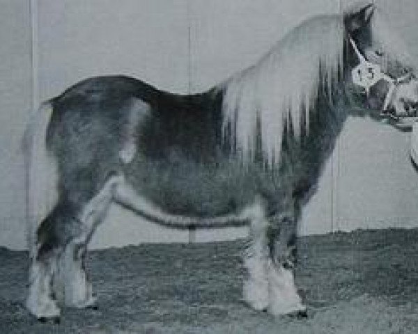 stallion Kalypso of Sportview (Shetland pony (under 87 cm), 1995, from Expensive van Bromishet)