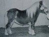 stallion Kalypso of Sportview (Shetland pony (under 87 cm), 1995, from Expensive van Bromishet)