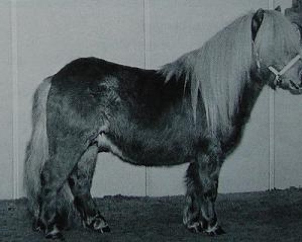 stallion Ice Breaker van de Beemster (Shetland pony (under 87 cm), 1994, from Vorden Buddleia)