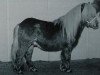 Deckhengst Ice Breaker van de Beemster (Shetland Pony (unter 87 cm), 1994, von Vorden Buddleia)