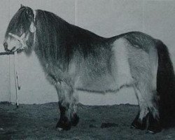 Pferd Harmke van Kairos (Shetland Pony (unter 87 cm), 1993, von Allright van Spuitjesdom)