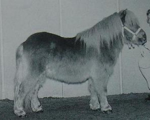 stallion Almnas Good Luck (Shetland pony (under 87 cm), 1995, from Parlington Pimpernell)