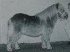 stallion Almnas Good Luck (Shetland pony (under 87 cm), 1995, from Parlington Pimpernell)